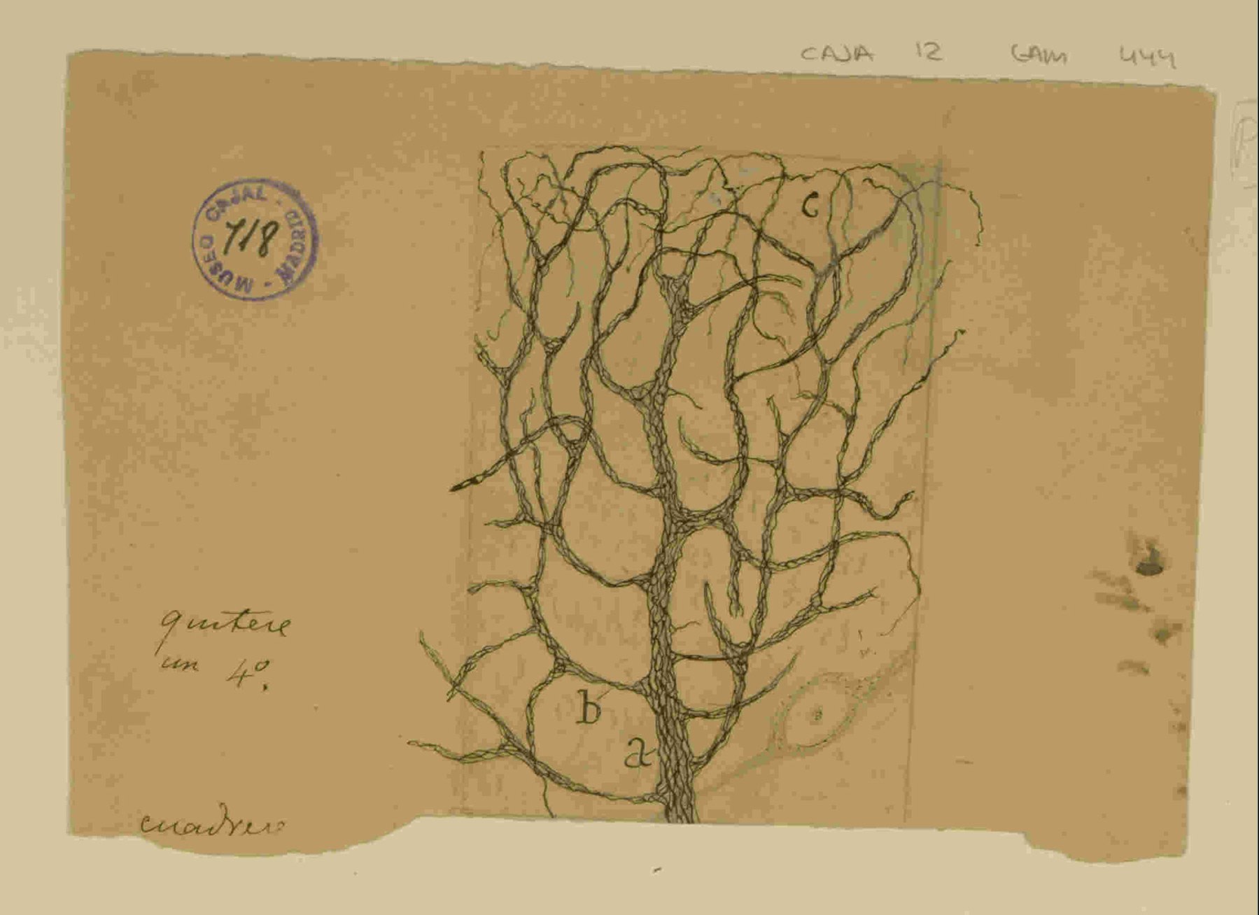 Figura 2. La sinfonía de un circuito neuronal. Este extraordinario dibujo de Cajal se centra en las ramas terminales de la arborización dendrítica de una célula de Purkinje, mostrando con un detalle sin precedentes las