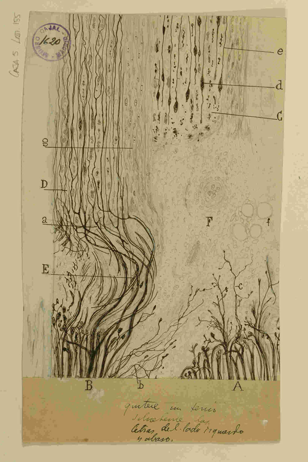 Dibujo anatómico del sistema nervioso, realizado por Santiago Ramón y Cajal, que muestra neuronas y sus conexiones.