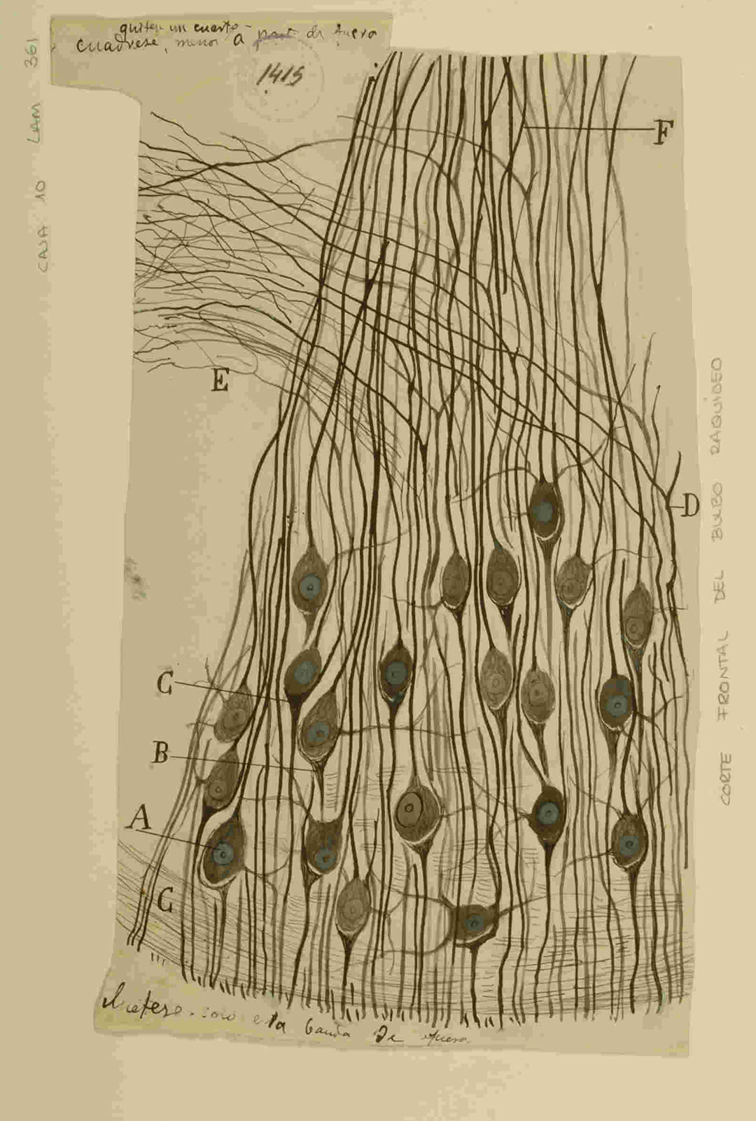 Figura 3. El mapa del "nudo vital". Este detallado corte transversal del bulbo raquídeo de un feto de ratón es un testimonio del minucioso trabajo de Cajal para cartografiar las estructuras más fundamentales del sistema nervioso. Es precisamente en esta región del tronco encefálico donde se localizan los centros respiratorios, el "nudo vital" que controla de forma automática el ritmo de la respiración. Los dibujos de Cajal sobre el bulbo raquídeo sentaron las bases anatómicas para la posterior identificación de los circuitos neuronales que orquestan esta función esencial para la vida. Fuente: Legado Cajal (CSIC). 9918477522204201.