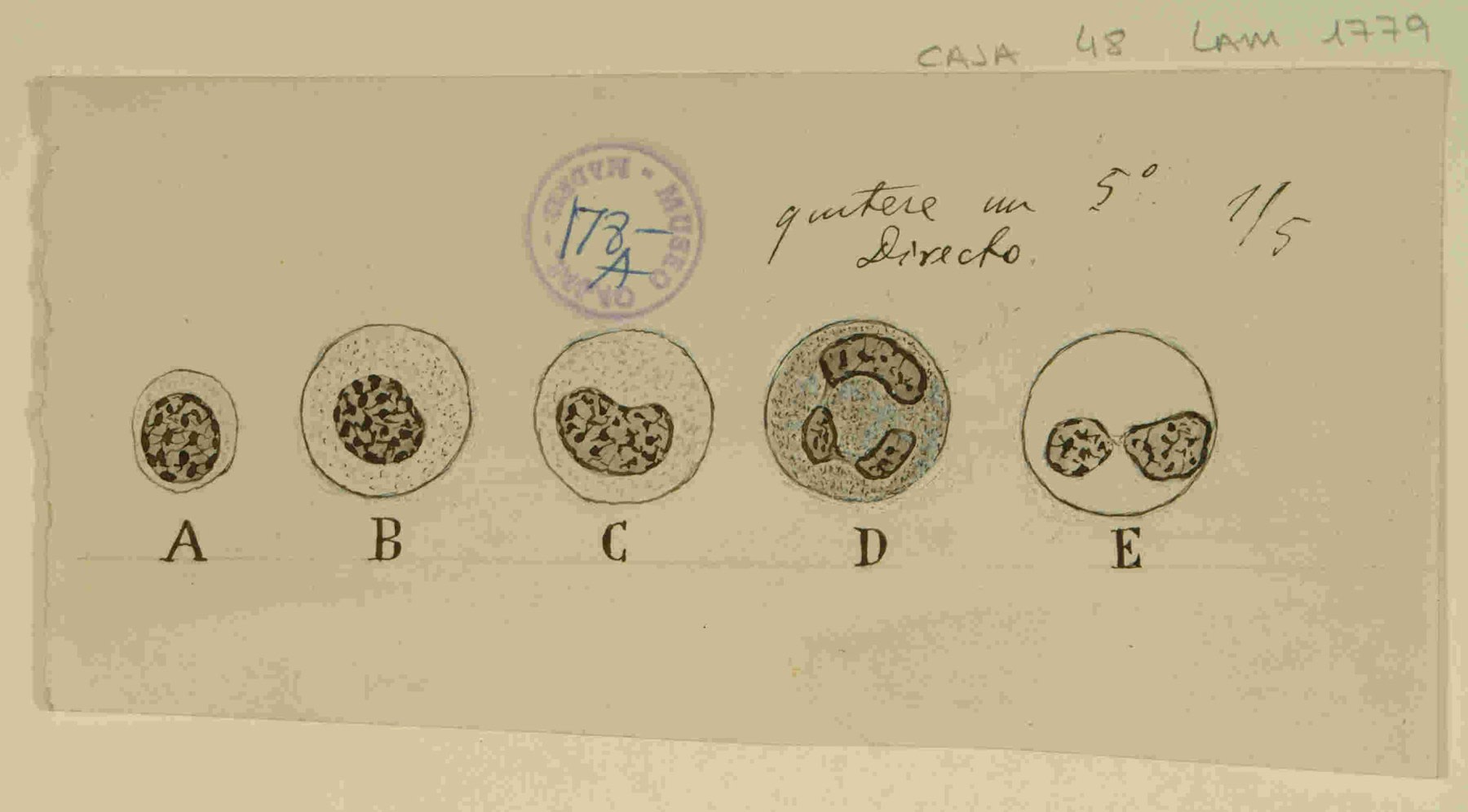 "Diversos tipos de leucocitos de la sangre humana". Este dibujo demuestra el profundo interés de Cajal por la citología sanguínea. Su meticulosa diferenciación morfológica de los distintos tipos de glóbulos blancos —los "protagonistas del dolor"— subraya su enfoque en los actores celulares individuales de la respuesta inmune. URL: http://simurg.csic.es/view/9918477554304201