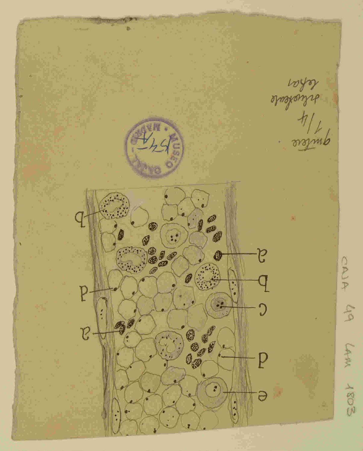Dibujo científico de células observadas bajo el microscopio, con anotaciones que identifican diferentes tipos de células y estructuras, realizado en papel de color claro.