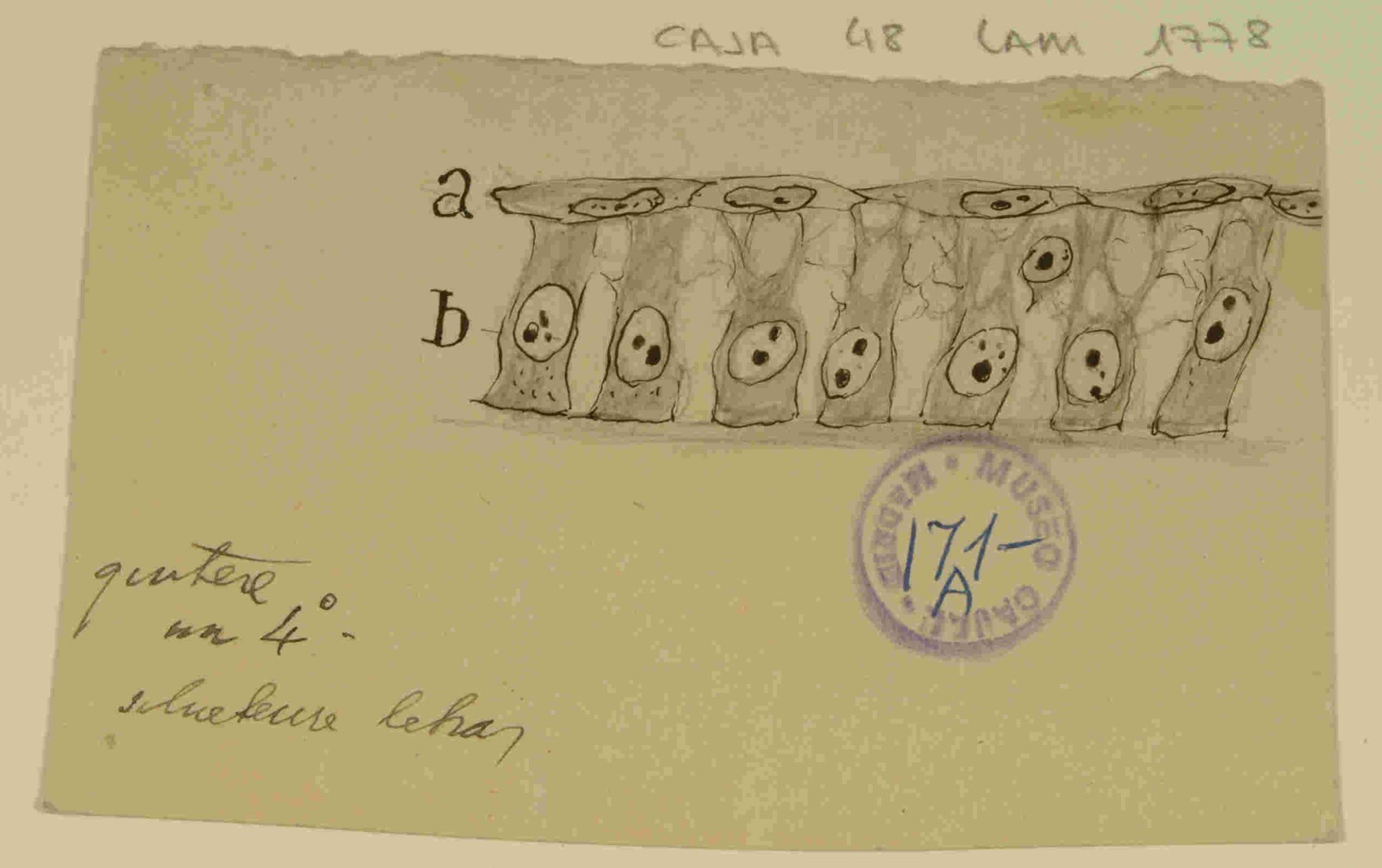 "Dibujo científico de Santiago Ramón y Cajal, corte de piel de embrión de pollo". URL: http://simurg.csic.es/view/9918477554304201