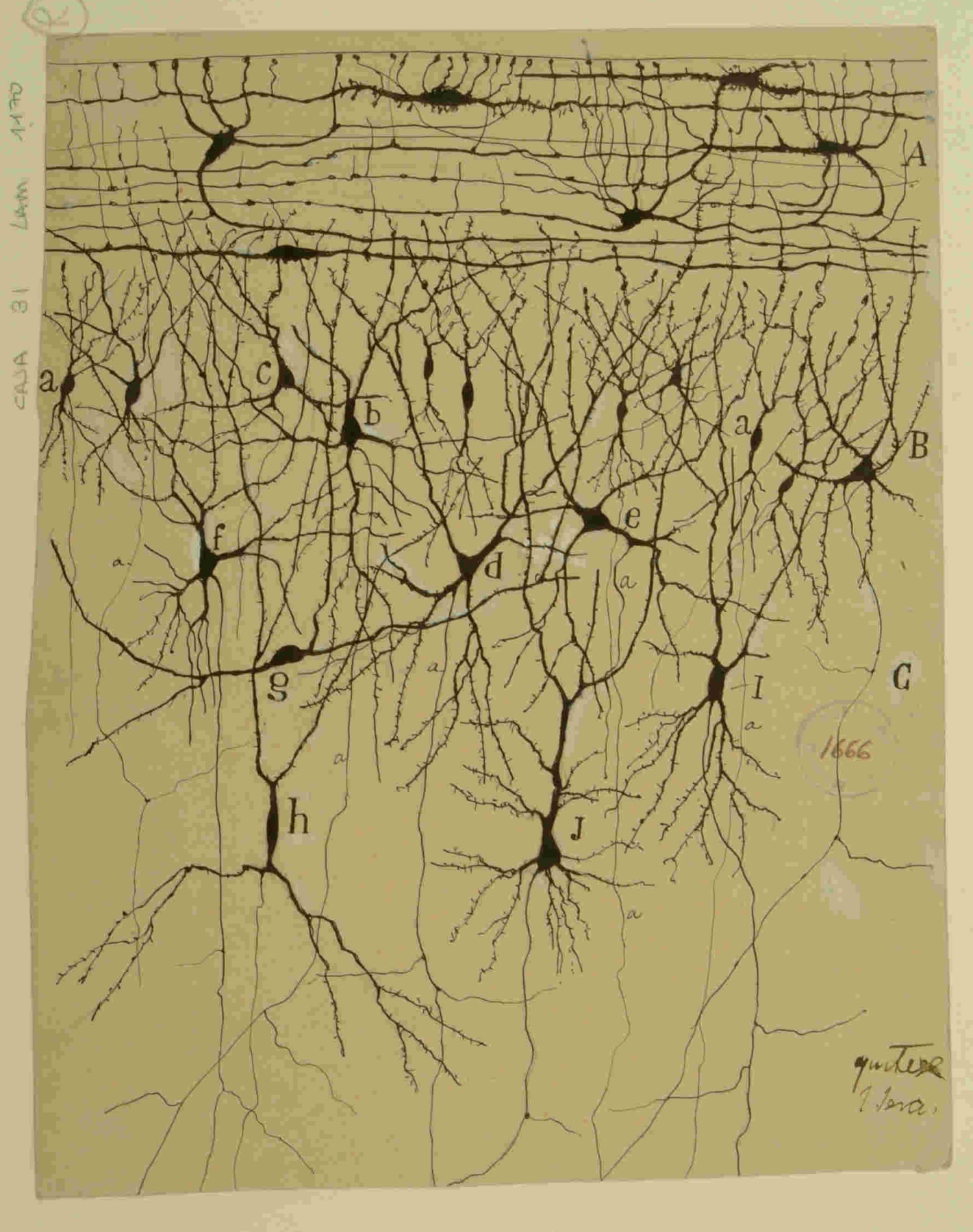 Figura 4: Capas primera y segunda de la corteza olfativa de la circunvolución de hipocampo de niño. Ilustración de las capas superficiales de la corteza asociada al hipocampo en el cerebro de un niño, mostrando la exquisita complejidad de las conexiones dendríticas y axonales en un cerebro en desarrollo. El trabajo de Cajal no solo se centró en el cerebro adulto, sino también en su ontogenia, proporcionando pistas tempranas sobre la plasticidad de los circuitos neuronales, un concepto central en la investigación actual sobre el aprendizaje, la memoria y la vulnerabilidad del cerebro a la enfermedad. Dibujo de Santiago Ramón y Cajal. Legado Cajal, Instituto Cajal (CSIC). 9918477574704201.