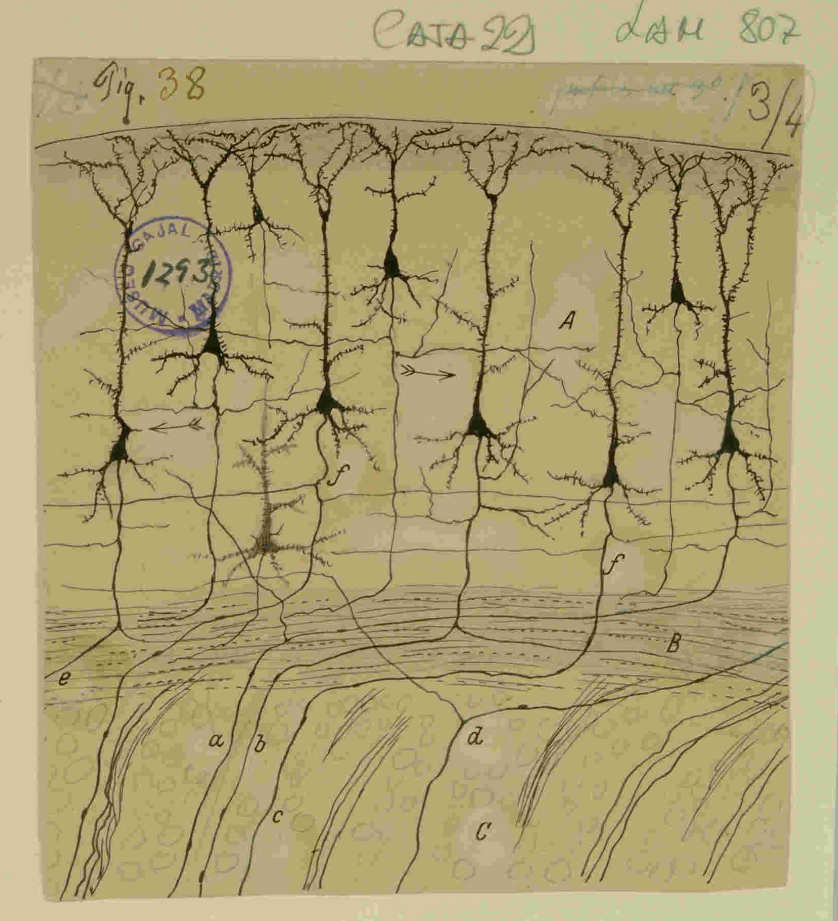 Figura 1. La individualidad de la neurona. Este célebre dibujo de Santiago Ramón y Cajal muestra las células piramidales de la corteza cerebral. Con una precisión asombrosa, Cajal ilustró cada neurona como una entidad discreta, con su cuerpo celular, dendritas y axón, refutando la teoría reticular que postulaba una red continua. Esta obra no es solo una representación anatómica, sino el manifiesto visual de la Doctrina de la Neurona, el pilar sobre el que se construye toda la neurociencia moderna. Fuente: Legado Cajal (CSIC). 9918477626604201
