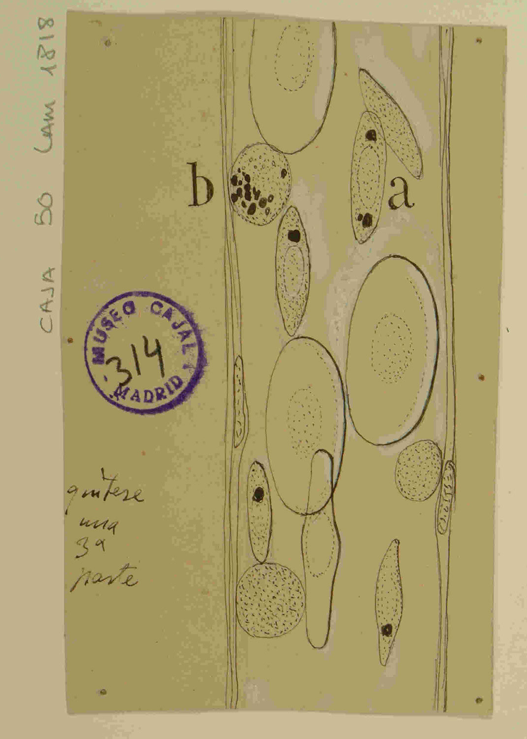 Dibujo científico de células en un contexto histológico, con etiquetas y un sello del Museo Cajal de Madrid, que muestra la observación morfológica de diferentes tipos celulares con detalles en su estructura.
