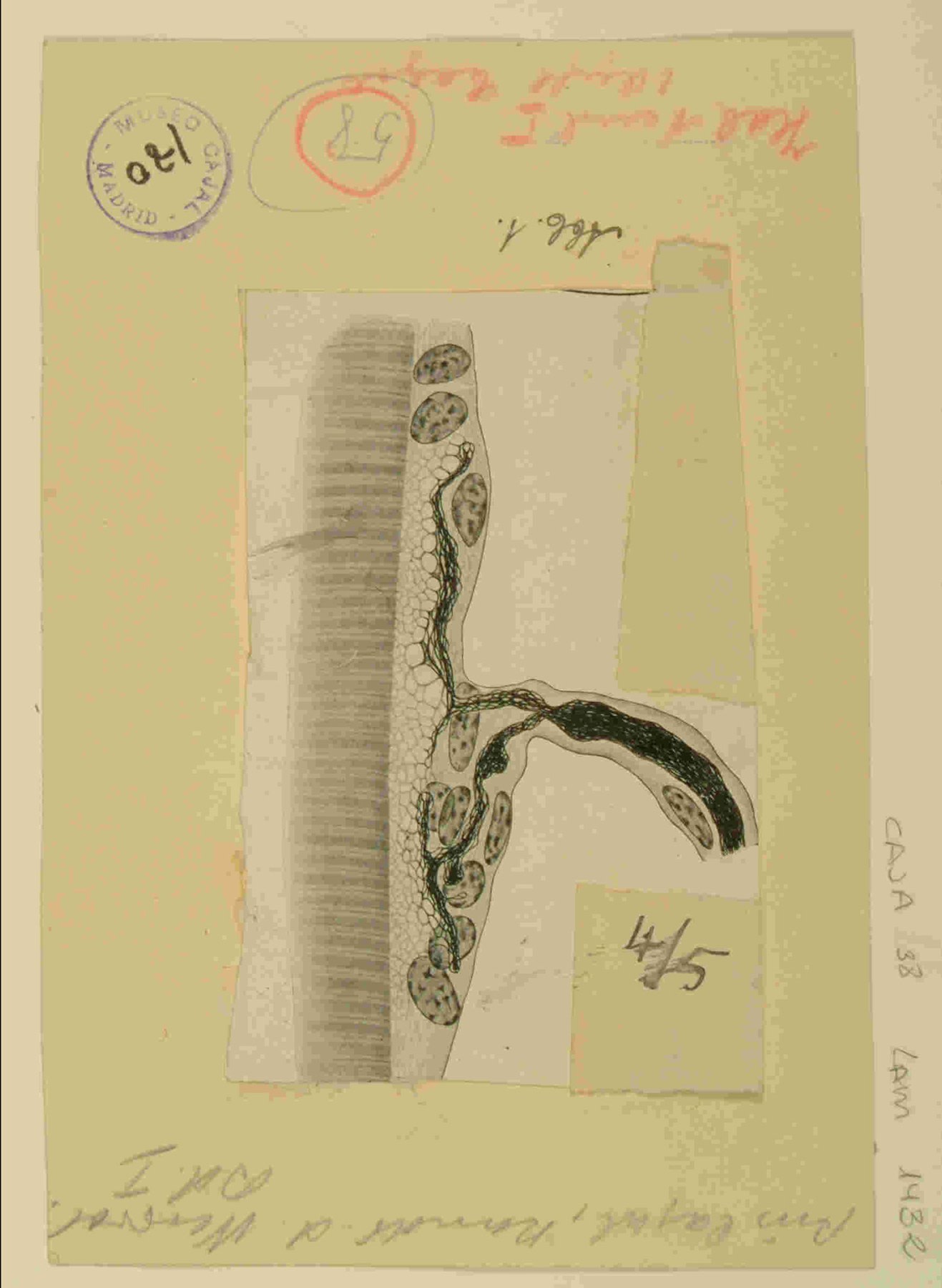Ilustración científica original de Santiago Ramón y Cajal que muestra la morfología neuronal de una célula nerviosa y sus sinapsis.