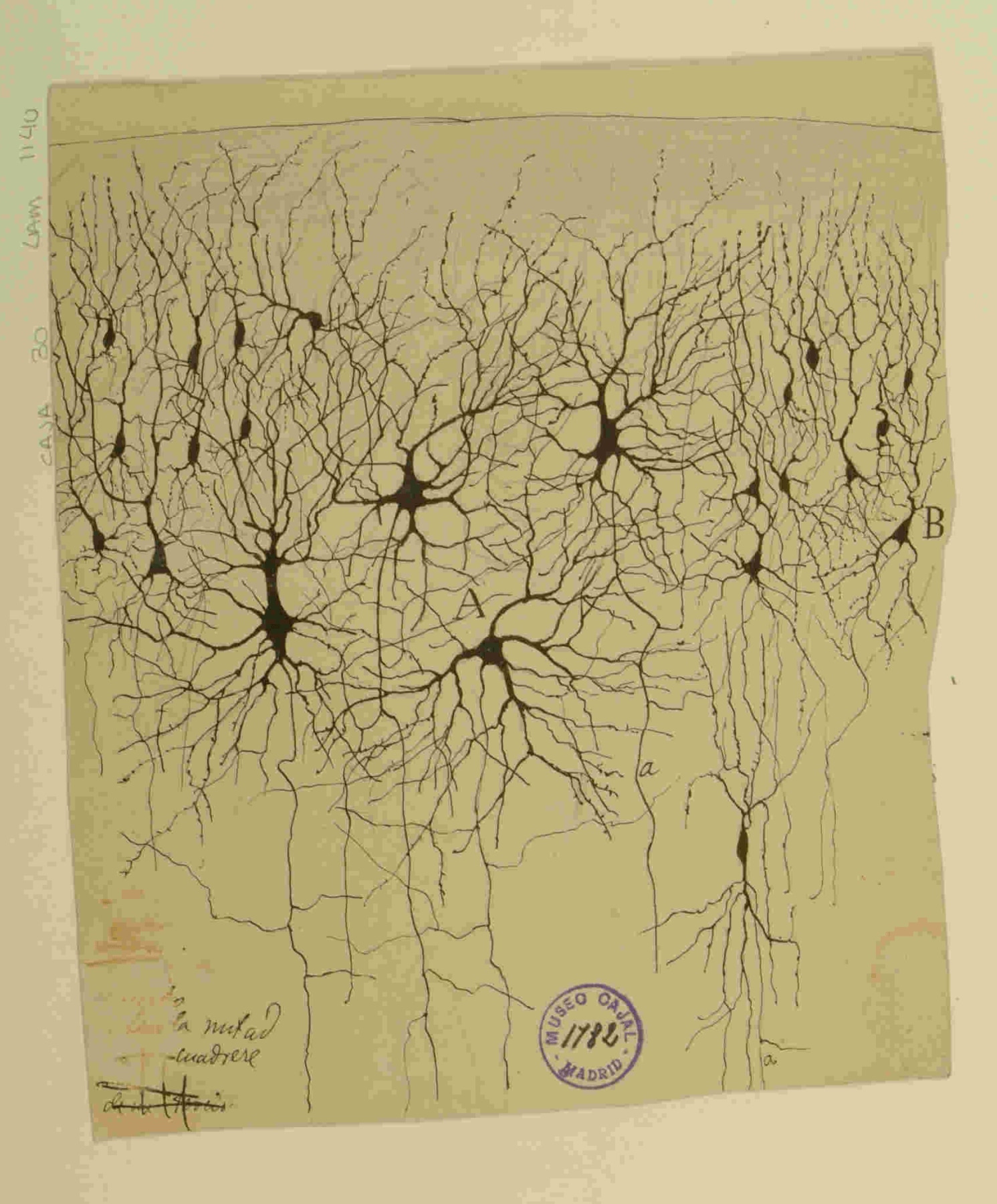 Ilustración que muestra neuronas con extensas dendritas y axones, dibujadas en tinta negra sobre un fondo claro, representando la conectividad neuronal en el cerebro.