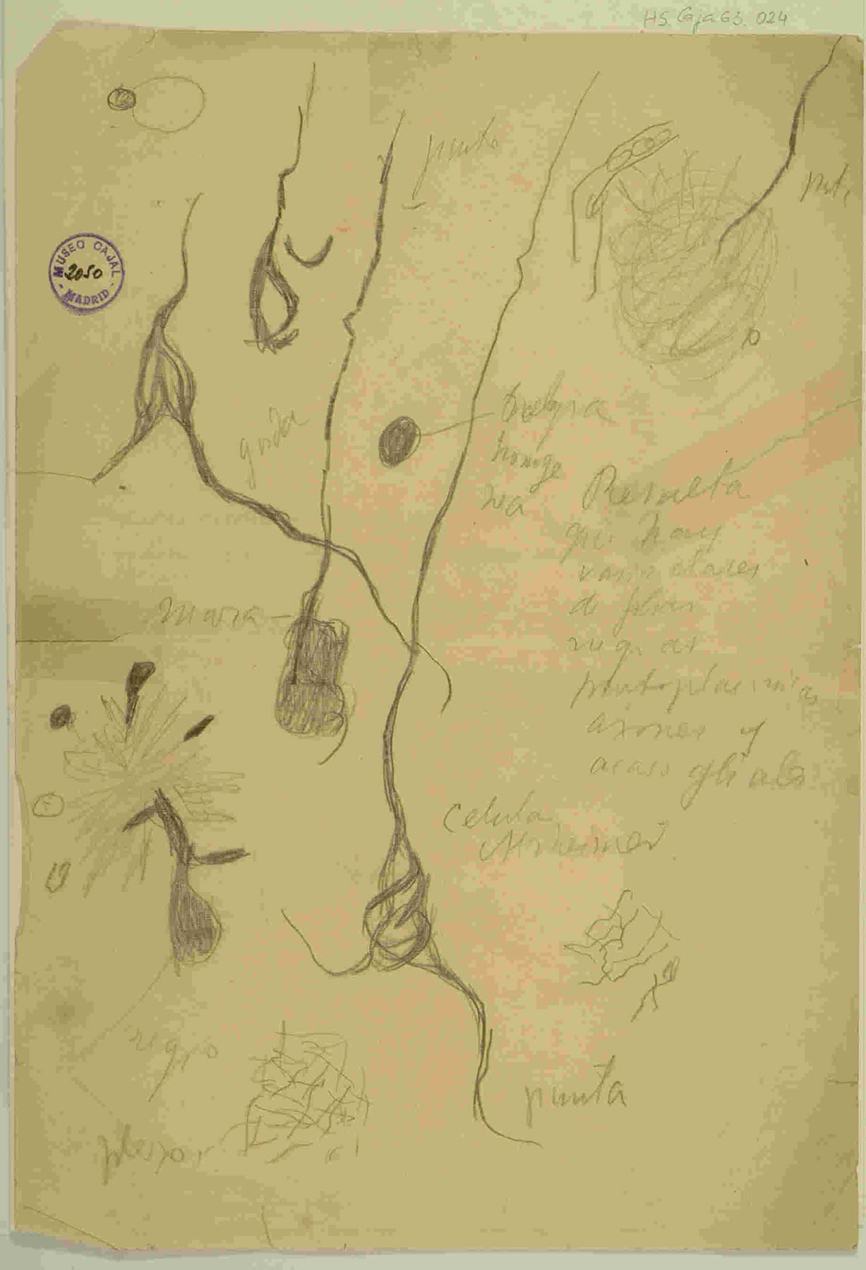La Escuela de Cajal y el papel de Achúcarro y Río-Hortega, quienes precisamente se especializaron en el estudio de estas células que Cajal denominó el "tercer elemento". Legado Cajal. 9918477894104201. http://simurg.csic.es/view/9918477894104201/