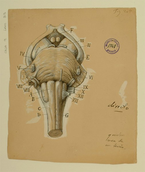 Las maravillas de la histología: La Teoría Celular IV