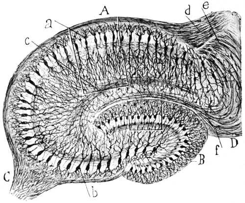 Classical architecture of the hippocampus and the fascia dentata.