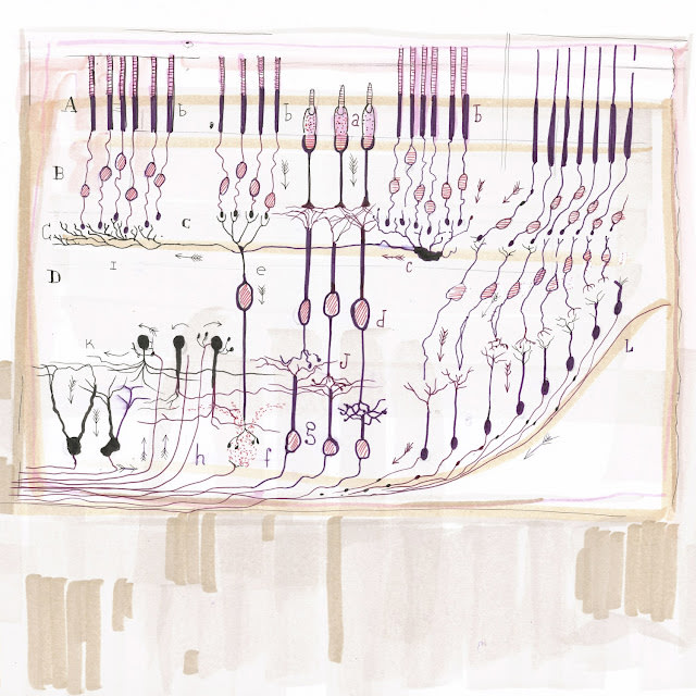 Dawn Hunter, Ilustración del flujo de información en la retina de Cajal, dibujo científico , rotulador y bolígrafo sobre papel, 28 x 35 cm. La retina de los vertebrados es otro buen ejemplo de la Ley de Polarización Dinámica de Cajal. Debido a que sabía de qué dirección se originaba el estímulo a los fotorreceptores (en la parte superior del diagrama), estaba claro que la información debía transmitirse hacia el interior, a través de los axones de los fotorreceptores hasta las dendritas de las células horizontales y ganglionares, y hacia adelante hasta la corteza visual, como lo indican las flechas en el diagrama superior. Además del flujo de información retiniano habitual, Cajal ilustró algunas direcciones más inusuales para la transmisión de información. Observó que la información fluía de c a I , a lo largo del cuerpo celular de una célula horizontal, aunque posteriormente no se encontró que esta fuera una ruta de señal viable. Del mismo modo, las señales visuales en muchas células amacrinas, que se muestran a la derecha de D , no necesitan pasar a través del cuerpo celular, lo que contradice la intención aparente de las flechas de Cajal. Si bien Cajal pudo haber cometido un error en estos dos casos, observó correctamente otra vía de señalización inusual entre G y H : estos axones de la corteza visual regresan a la retina y transmiten información a las células amacrinas. Este fenómeno se ha observado en la actualidad, pero no en todos los vertebrados; una importante entrada centrífuga es un sello distintivo de los ojos de las aves, en particular.