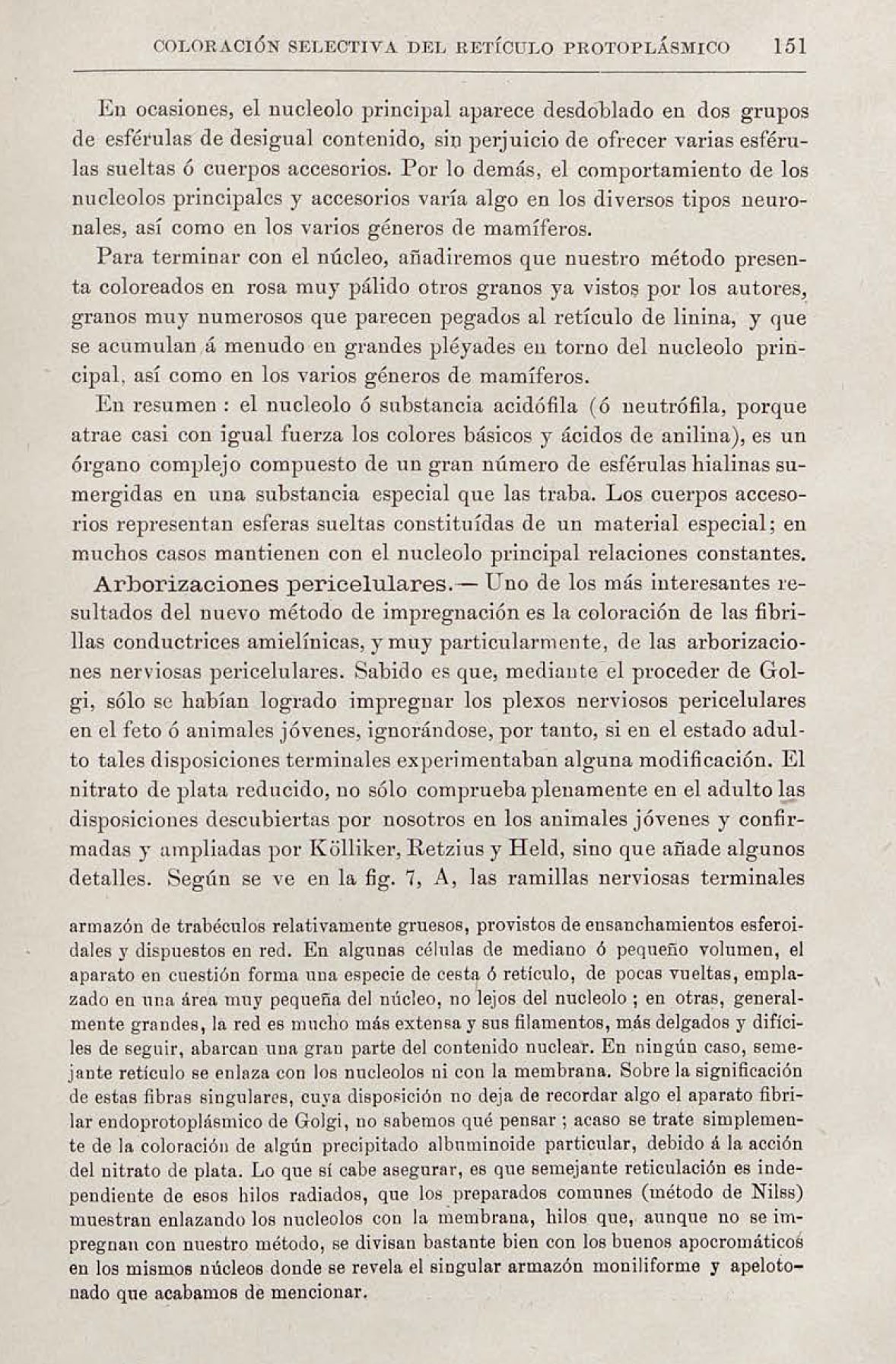 Page from a scientific text on a method for selective staining of the protoplasmic reticulum, with descriptions of cell structure and observations on the nucleus and accessory intranuclear bodies.