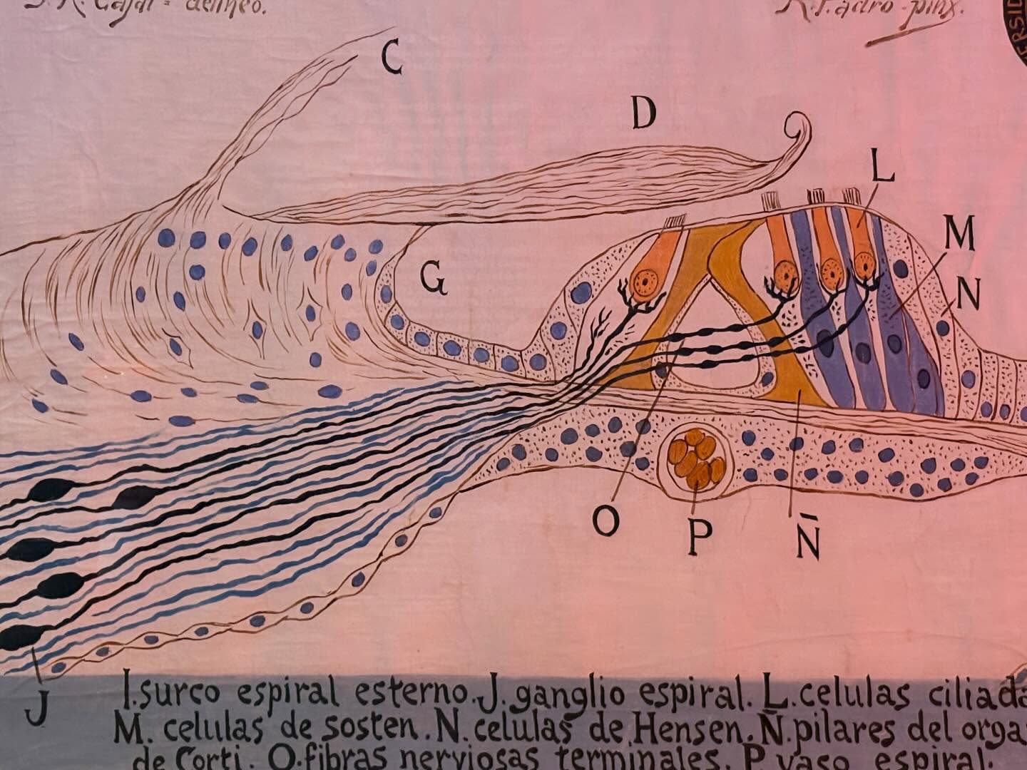 The consecration of memory: the social and scientific impact of the Espacio Cajal as it reaches the milestone of 40,000 visitors