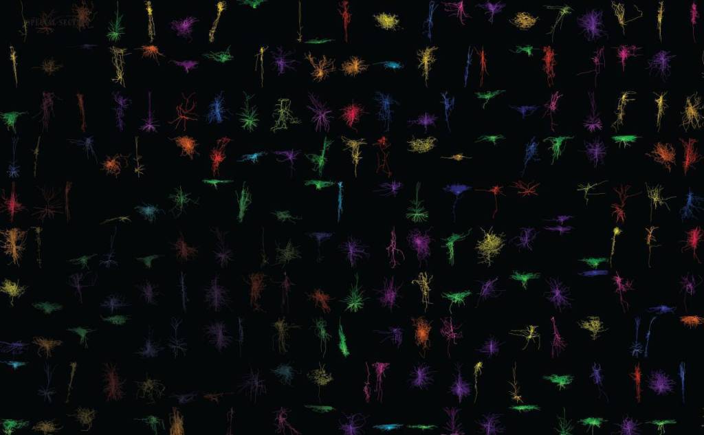 Representaciones 3D de neuronas reconstruidas a partir de cortes de cerebro vivo. La diversidad de colores y formas representa la gran variedad de subtipos neuronales que lo componen. / Instituto Karolinska/Instituto Allen de Ciencias del Cerebro