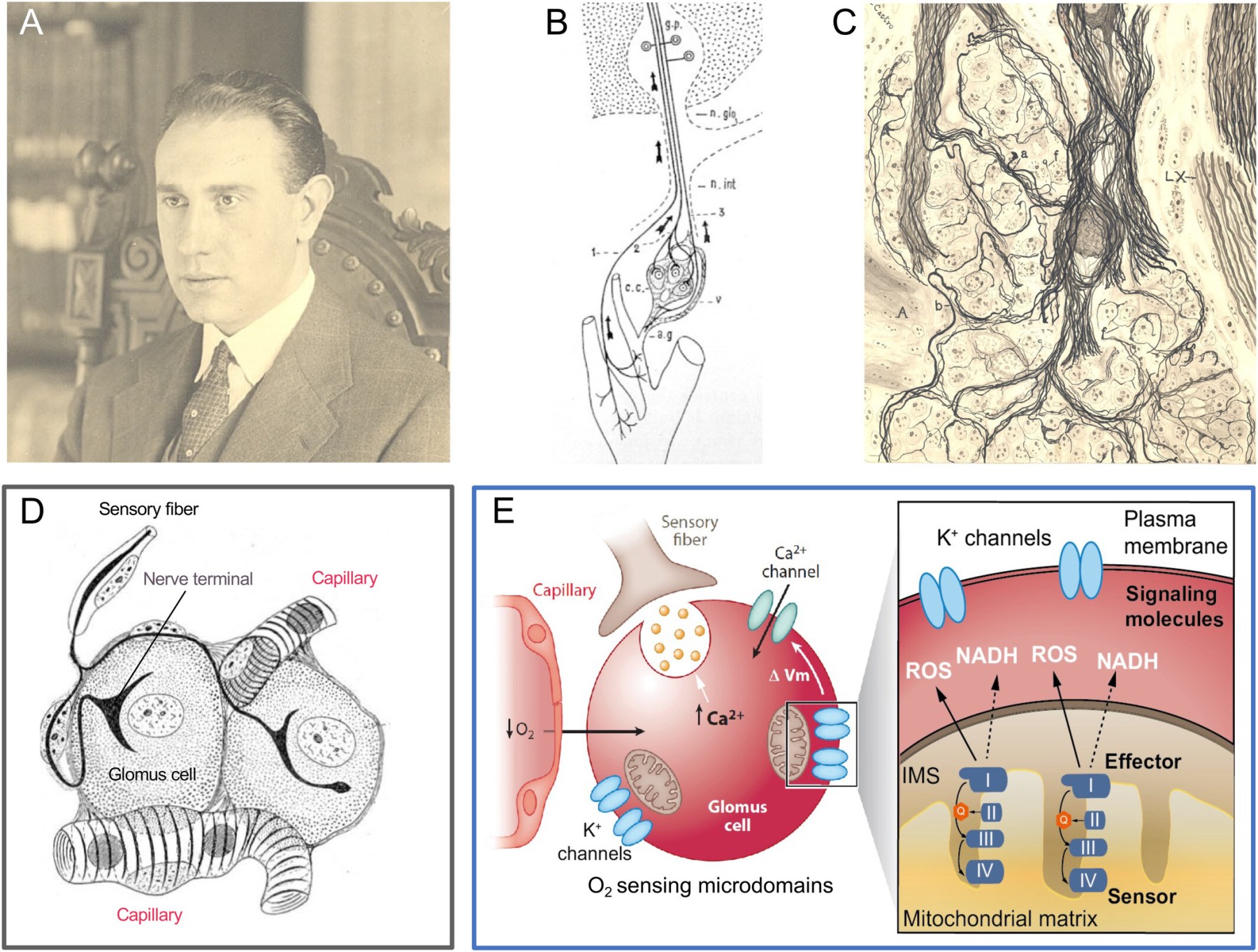 Fernando de Castro's discoveries