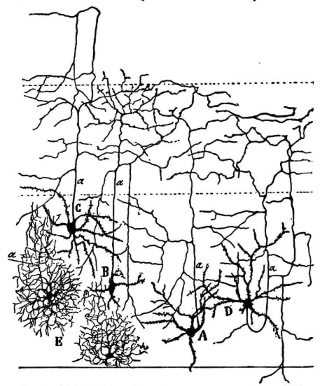Illustration of various neurons with their branches and connections, identified with letters from A to E.