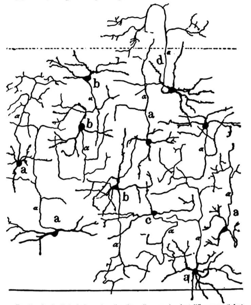Diagram of a neuronal network with various neurons represented as black dots and tree-like branching.