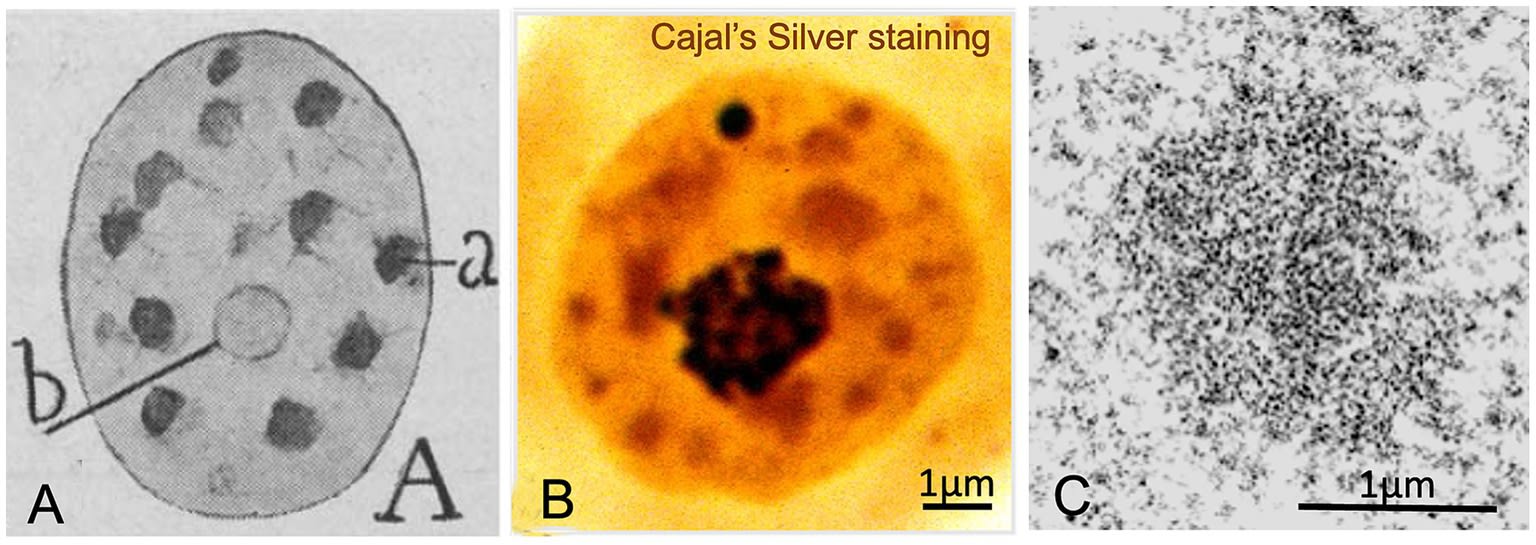 Drawing of a neuron with its nucleus, highlighting key internal structures.