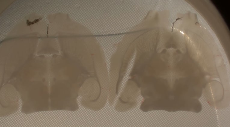 El sueño de la razón y la resurrección del conectoma: la estasis reversible en el telar infinito de Cajal