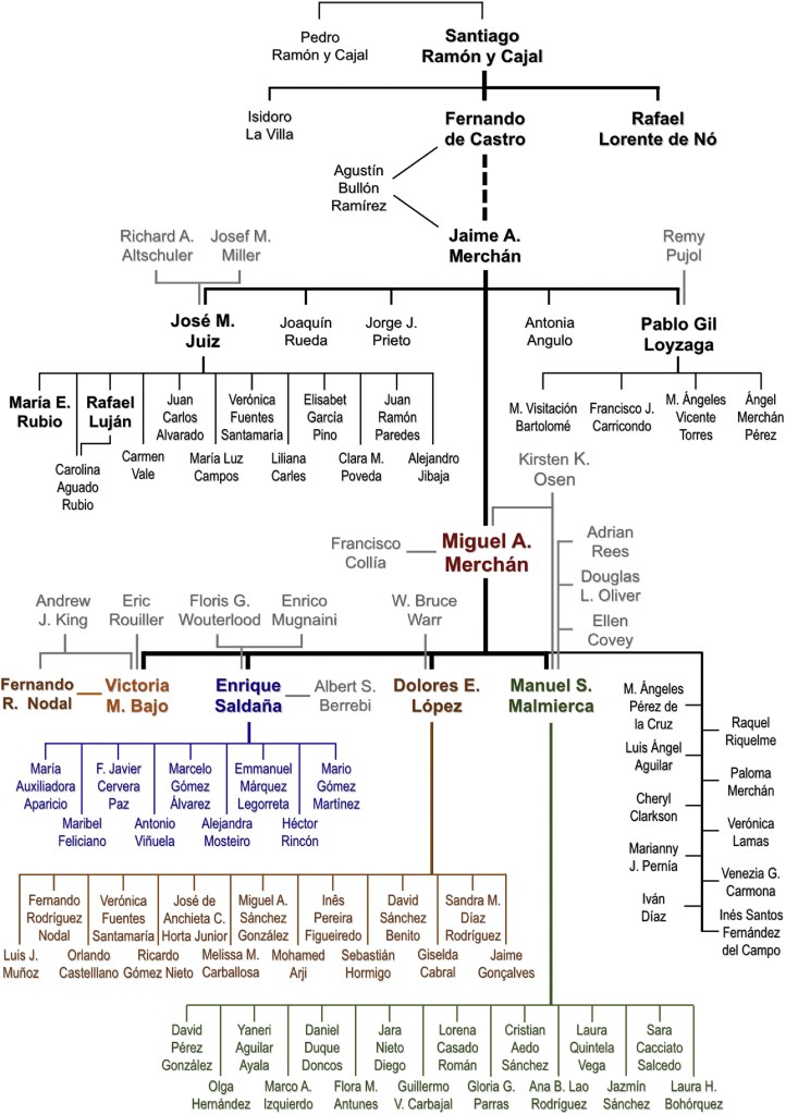 Genealogical tree of auditory neuroscience in Spain, showing the contributions of Santiago Ramón y Cajal, Fernando de Castro, Rafael Lorente de Nó, and Miguel A. Merchán, together with their disciples and collaborators.