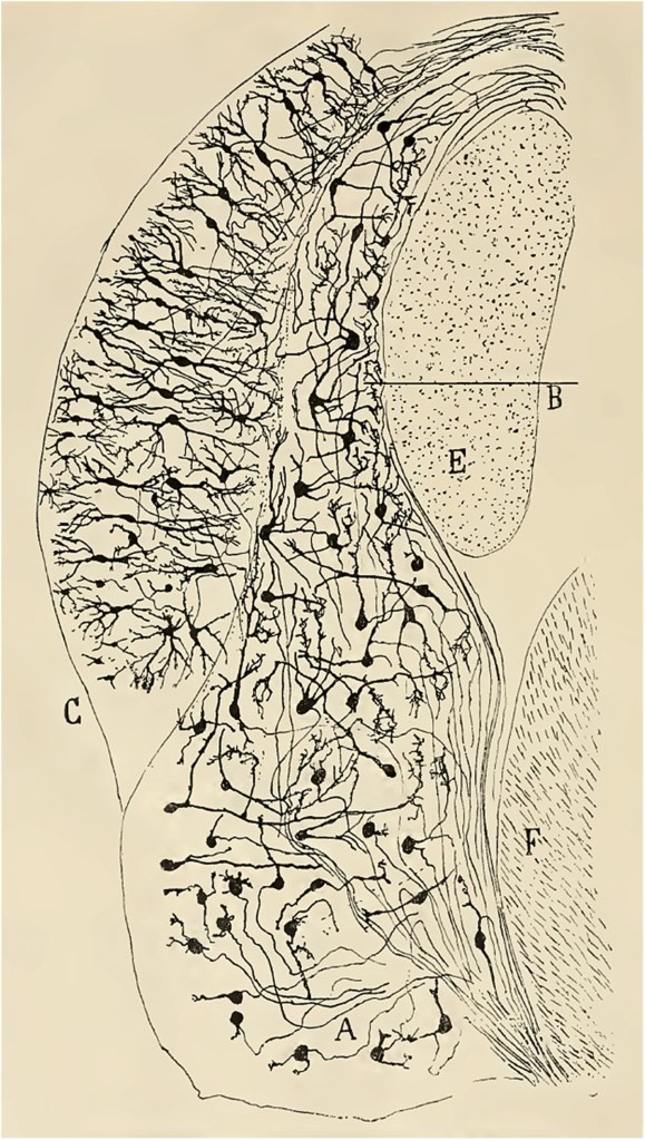 Fig. 1. One of Cajal's earliest illustrations of auditory structures. This drawing of a transverse section of the cochlear nuclei of a four-day-old rabbit faithfully depicts the principal neuron types, including globular bushy, planar multipolar, and octopus neurons of the posteroventral cochlear nucleus, and fusiform, cartwheel, and giant neurons of the dorsal cochlear nucleus. The drawing also illustrates the path followed by the axon of the main projection neurons of the cochlear nuclei: the axons of globular bushy and multipolar neurons are shown entering the trapezoid body, those of octopus neurons entering the intermediate acoustic stria, and those of fusiform neurons entering the dorsal acoustic stria. (Reproduced from Cajal, 1896, Figure 22. This drawing first appeared as Figure 22 in Cajal, 1895. It also appeared as Figure 265 in Cajal, 1904).