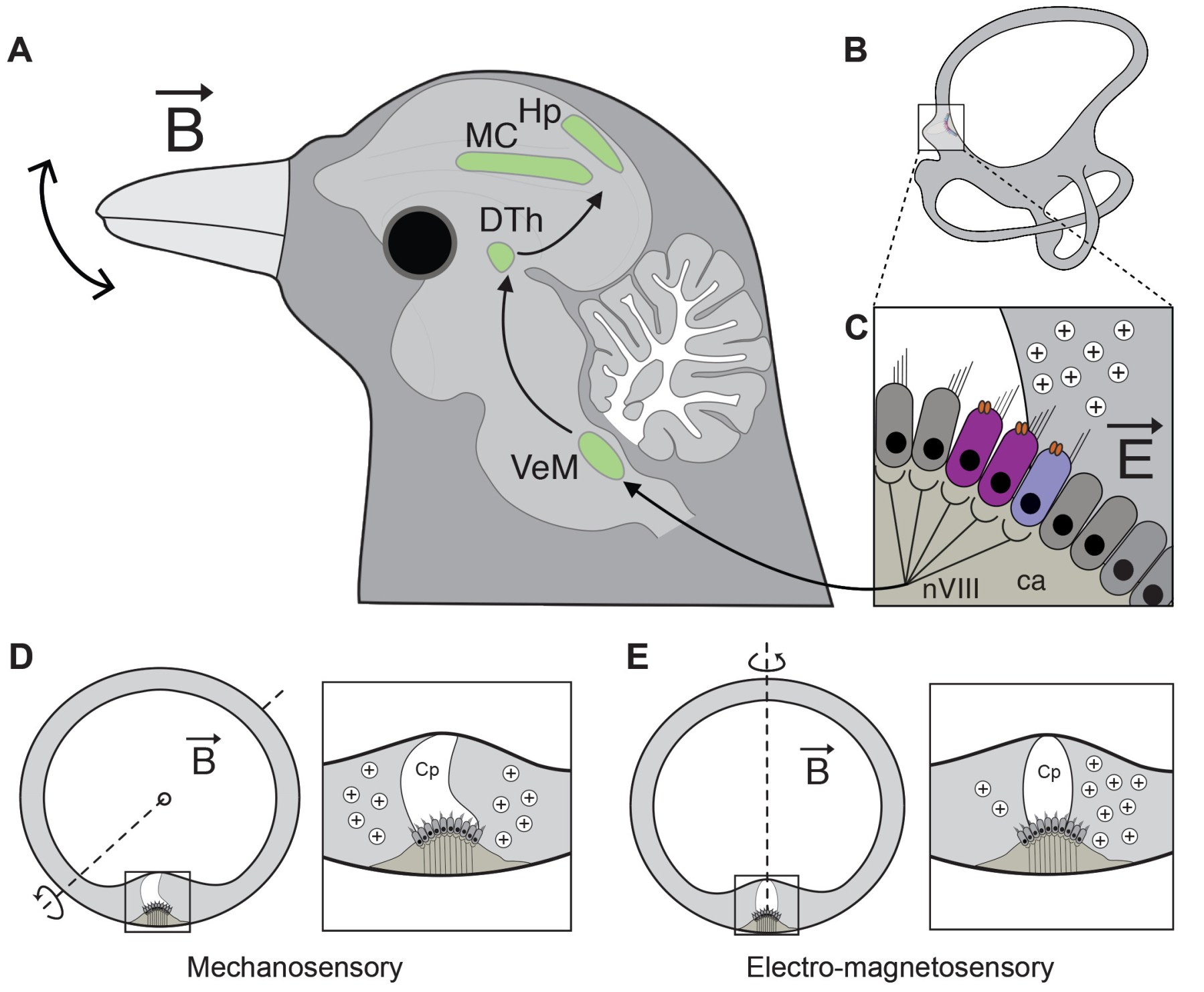 El oído, la física y el misterio de la orientación aviar