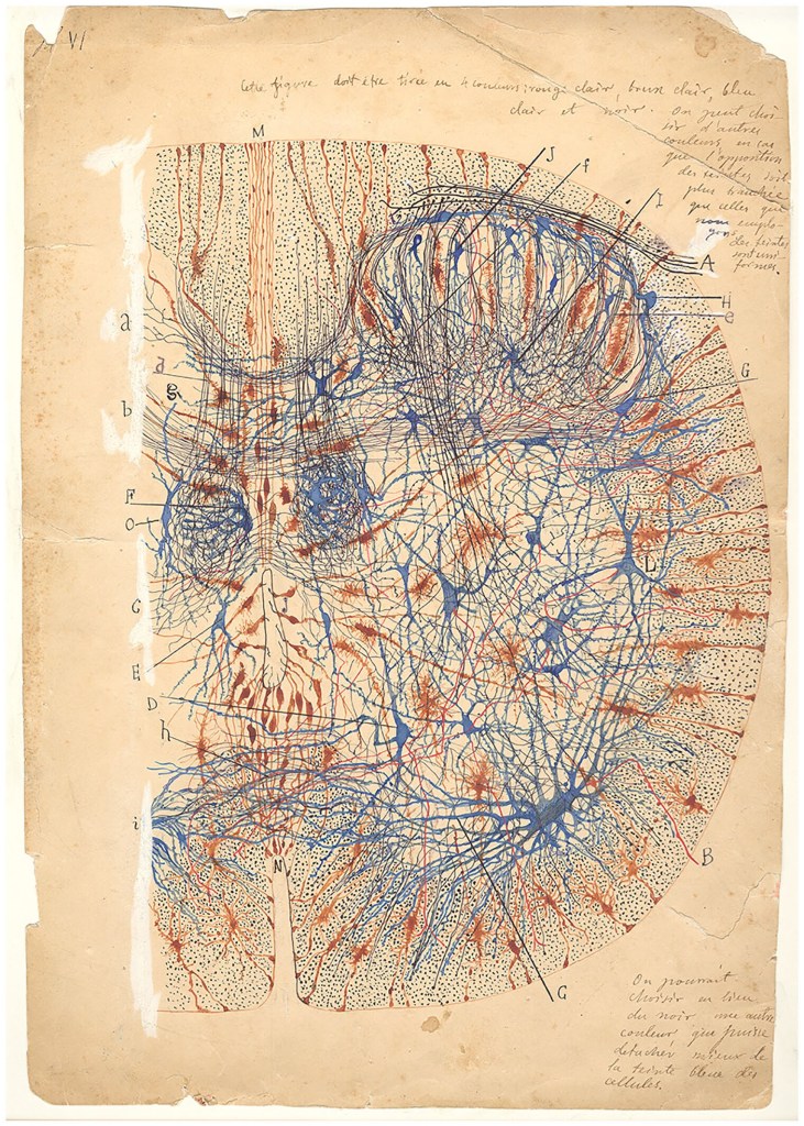 Santiago Ramón y Cajal, dibujo de la médula espinal de un perro recién nacido, en colores contrastantes, tinta y grafito sobre papel, 1894, 30,5 × 38,1 cm. El dibujo utiliza colores que difieren de los de las tinciones en las muestras histológicas originales. Este dibujo se reprodujo ( SR Cajal 1895 ) con los siguientes códigos de color: neuroglia en marrón, células nerviosas en azul, fibras que cruzan la sustancia gris en rojo y colaterales y fibras de la sustancia blanca en negro. Las células ependimarias también están coloreadas en marrón. Imagen cortesía del Archivo Científico Fernando de Castro.