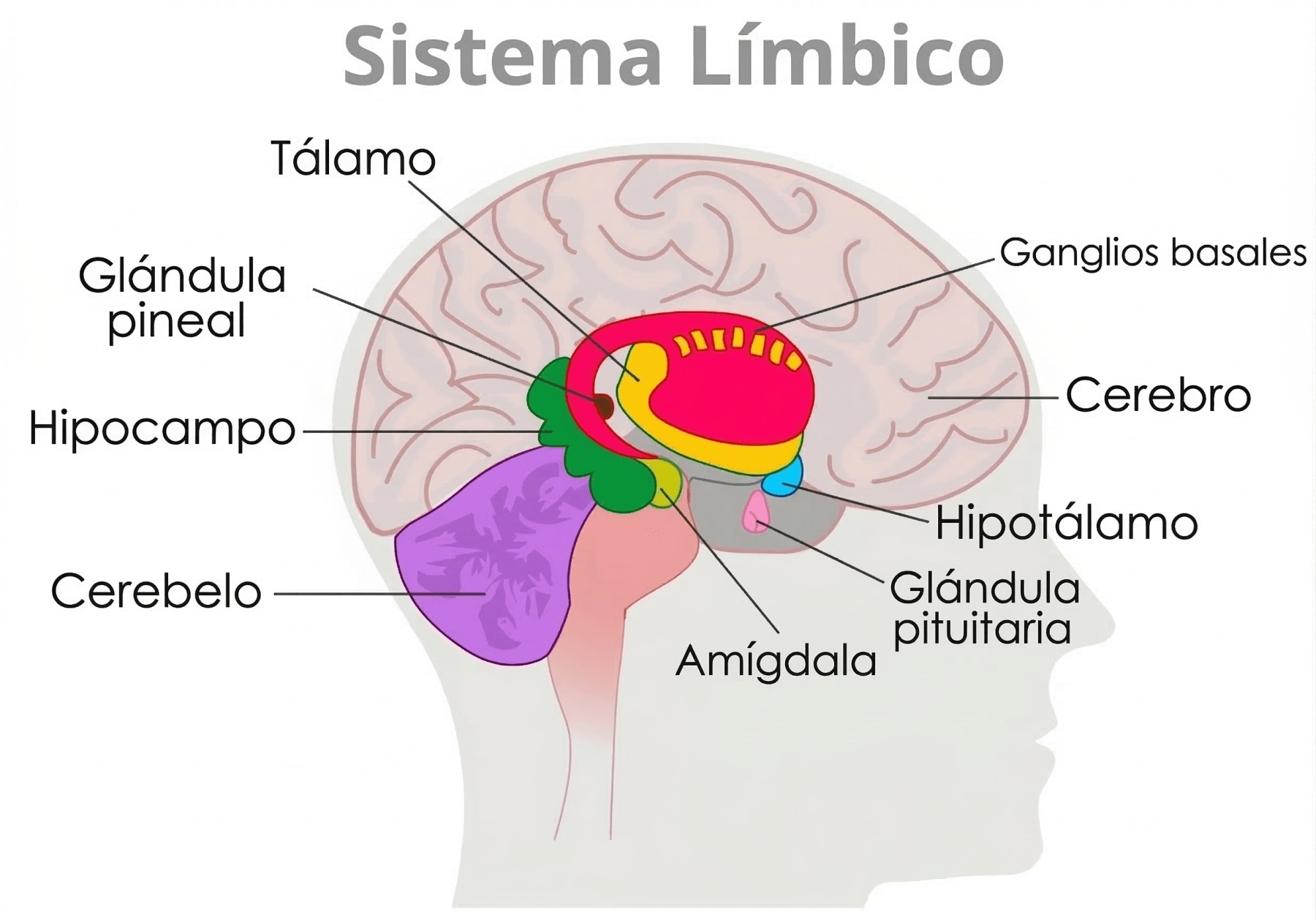 Diagrama del cerebro humano que ilustra el sistema límbico y sus componentes, incluyendo el tálamo, glándula pineal, hipocampo, cerebelo, amígdala, hipotálamo, glándula pituitaria y ganglios basales.