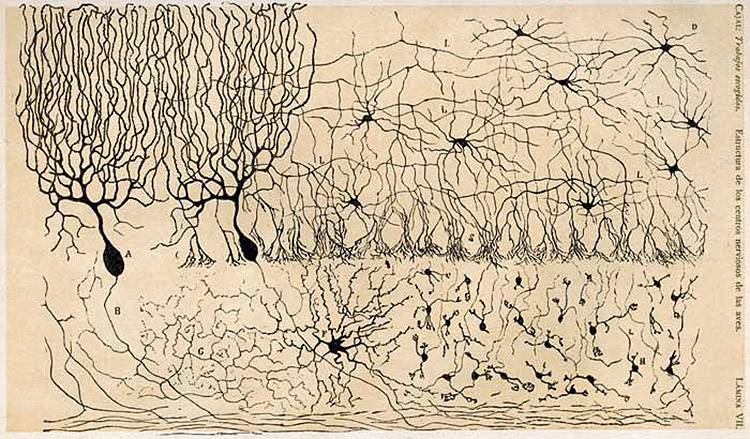 Dibujo de Cajal sobre las células del cerebelo de un pollo, mostrado en 