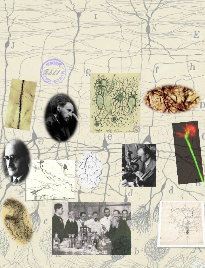 Los grandes descubrimientos de Cajal y sus Discípulos
