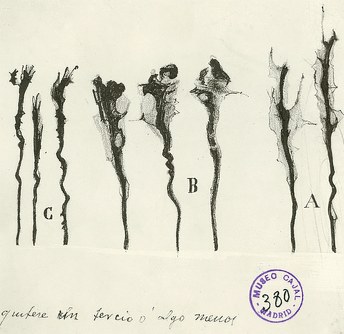 Cajal y el vuelo de las «mariposas del alma»: los orígenes de la neurociencia moderna