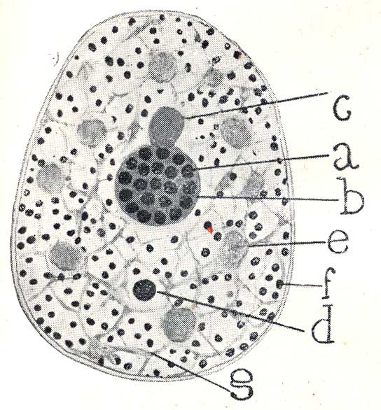 Fig. 141. -- Diagram of the structure of the neuron nucleus. -- a, nucleolus with its argentophilic spheres; b, accessory body; c, chromatic cap; e, hyaline clump; a, basophilic granules; g, fibrillar framework. More information.