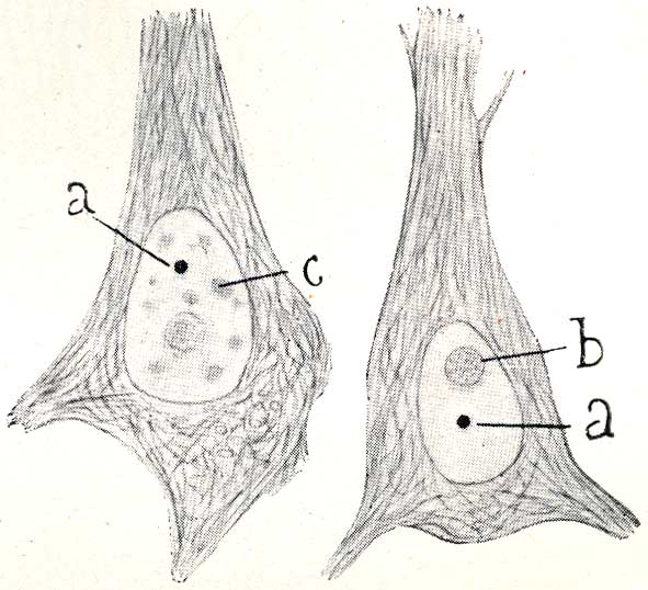 Fig. 142. -- Nucleus of the human cerebral pyramidal cells. -- a, accessory body; b, nucleolus; c, hyaline clumps. Note that, using certain fixatives, the silver procedure stains exclusively the accessory body. More information.
