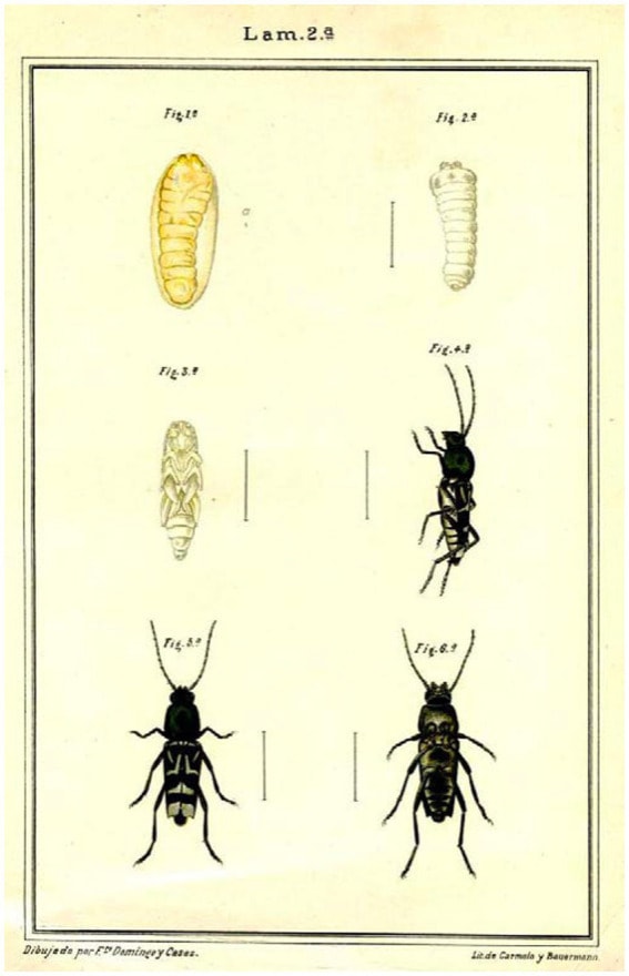 Ilustración del escarabajo perforador (Xylotrechus quadripes): Dibujo extraído de su detallada monografía sobre entomología agrícola y plagas en Filipinas. Disponible a través de Frontiers in Neuroanatomy.