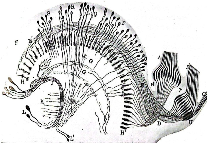 Conjunto ligeramente esquematizado que comprende las porciones profundas (lámina ganglionar del perióptico, quiasma intermediario, retina profunda o epióptico, quiasma interno y lóbulo óptico) del aparato visual de una crisálida de Pieris brassicae capturada a principios de marzo. Los haces nerviosos se identifican con letras mayúsculas (1917; Sánchez, 1922a)