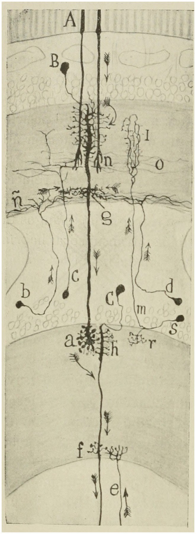 Esquema destinado a mostrar el curso probable de las corrientes en la retina de la abeja. (A) bastones; (B) segunda neurona visual (monopolar gigante); (C) corpúsculo ganglionar (tercera neurona visual); (B, C) centrífugas cortas; (M, S) célula T o célula de conexión interzonal; (F, G) dendritas basales destinadas a articularse con las fibras centrífugas (Ramón y Cajal y Sánchez, 1915)