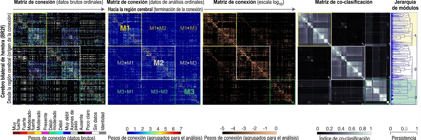 Gráfico que muestra varias matrices de conexión del cerebro bilateral de una hembra, detallando datos de análisis ordinales y co-clasificación. Incluye leyenda de pesos de conexión y jerarquía de módulos.