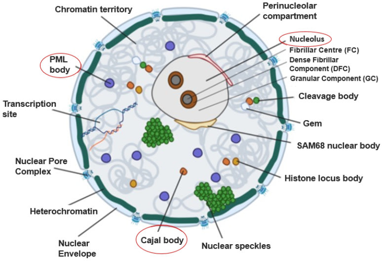 Figure 3. The Architecture of the Cell Nucleus. This diagram illustrates the complex organization of the eukaryotic nucleus, a dynamic environment composed of multiple membraneless nuclear bodies (NBs). Among them, the Cajal body and PML bodies, highlighted in red, act as crucial centers for RNA processing and immune response. Their interaction and spatial organization are fundamental to cellular function and, as detailed herein, are strategic targets for viral manipulation. (Credit: Lettin, L.; Erbay, B.; Blair, G.E. Viruses 2023, 15, 2311. CC BY 4.0)