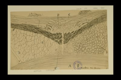 Dibujo científico de Santiago Ramón y Cajal, asta de Ammon, septum lucidum.