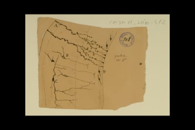 Scientific drawing by Santiago Ramón y Cajal, corte sagital del cerebelo de renacuajo.