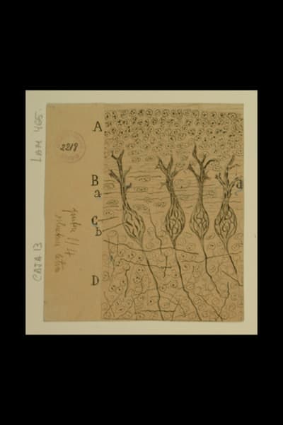 Dibujo científico de Santiago Ramón y Cajal, corte sagital del cerebelo.
