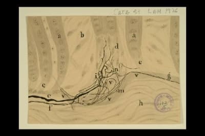 Dibujo científico de Francisco Tello, huso músculo-tendinoso de embrión de gato. / Escuela Cajal, Francisco Tello.