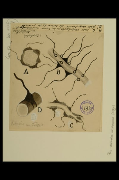 Dibujo científico de Jorge Ramón y Fañanás, pies vasculares neuróglicos. Rabia. Método de Río Hortega. / Escuela Cajal, Jorge Ramón y Fañanás.