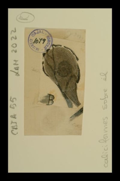 Drawing científico de Santiago Ramón y Cajal, terminaciones calciformes sobre el cuerpo de una neurona. / Santiago Ramón y Cajal.