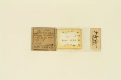 Histological preparation. Emys europea, ganglio espinal. Método de Nissl. Bandeja original "glía, nervio óptico y retina". / Cajal School.