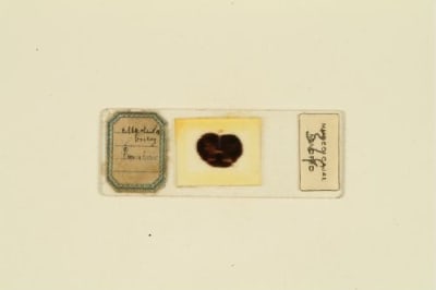 Preparación histológica de Santiago Ramón y Cajal. Buey, médula lumbar. Bandeja original sin título. / Santiago Ramón y Cajal.