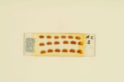 Histological preparation by Francisco Tello. Mouse. / Cajal School. Francisco Tello.