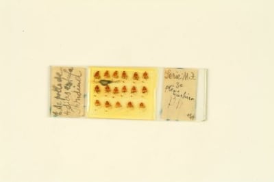 Histological preparation by Francisco Tello. Chick embryo, plexo gástrico. / Cajal School. Francisco Tello.