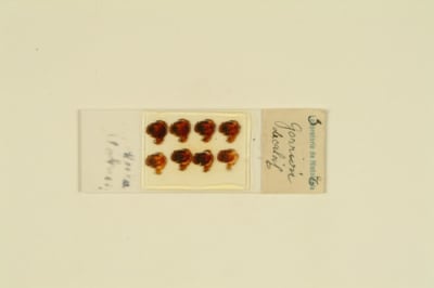 Histological preparation. Gorrión. / Cajal School.