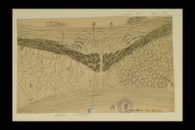 Dibujo científico de Santiago Ramón y Cajal, asta de Ammon, septum lucidum.